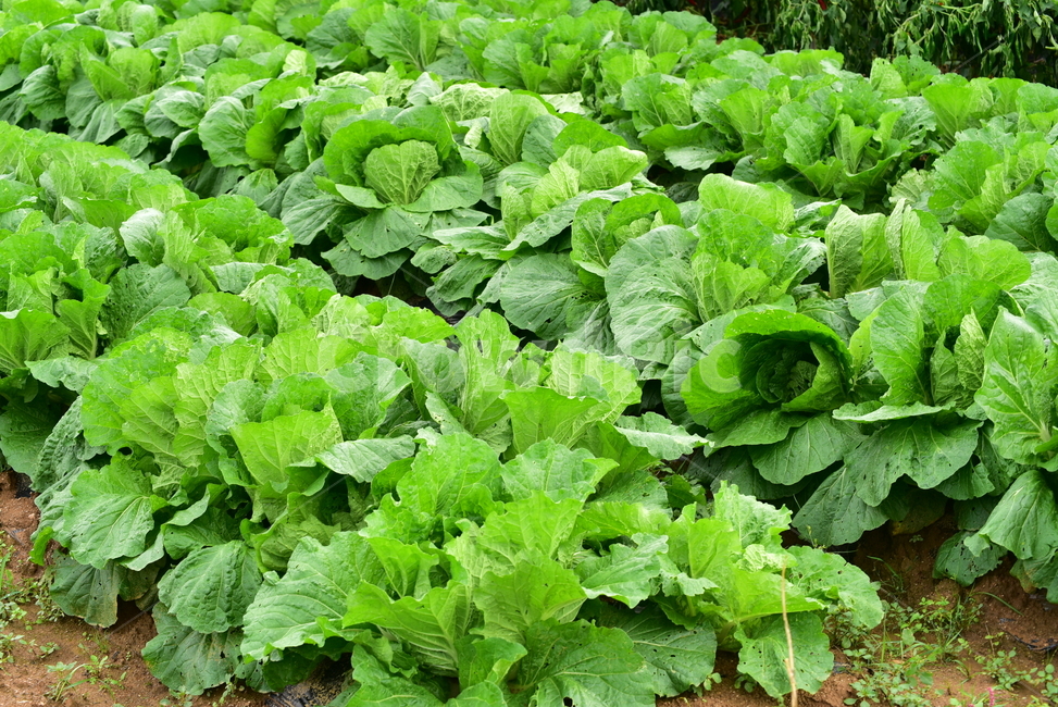 배추,배추잎,채소,김장배추,배추밭,배추농사,식물,야채,vegetable,cabbage,식물,자연,plants,nature