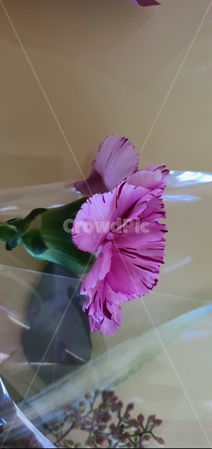 꽃다발,축하,생명,컬러,nature,hydrangea,birthday,colorful,background,decoration,day,florist,beautiful,arrangement,fresh,purple,festive,mix,wedding,decor,composition,top,botanic,holiday,concept,pink,present,bunch,plant,식물,blossom,꽃,flower