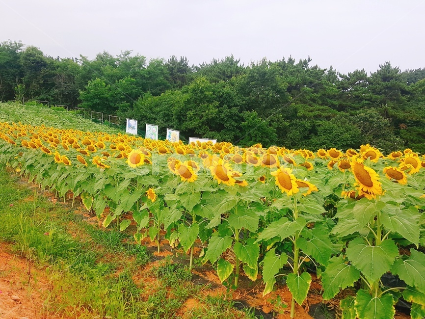해바라기,식물,자연,드넓은,광활한,해바라기밭