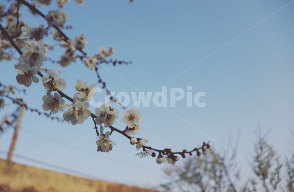매화,봄,봄꽃,하늘,flower,sky