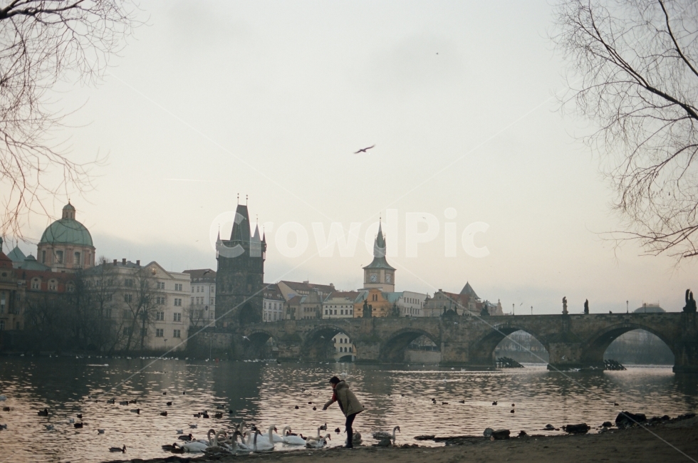 체코,프라하,겨울여행,카를교,백조,풍경,여행,prague,travel,필카,필름카메라,니콘fm2,유럽여행,도시,풍경,city,landscape,해외,외국,세계,foreign,oversea,world,세계도시풍경,해외도시풍경,외국도시풍경,world cityscape,동물,animal,조류,새,birds,사람,인물,인간,human,person,building,건물,architecture,건축물,tower,탑,spire,첨탑,steeple,뾰족한 탑,bird