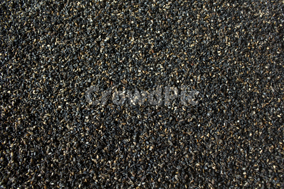 brown,closeup,dry,dummy,food,gold,grain,macro,meal,natural,nature,organic,plant,seed,seeds,sesame,sesameseed,sesameseeds,top,topangle,topview,yellow,깨,참깨,곡식,곡류,음식,음식재료,식재료,식물,씨앗,씨,갈색,브라운,말린,말리는,건조,자연,클로즈업,탑앵글,탑뷰,깨소금,농작물,농촌,농사