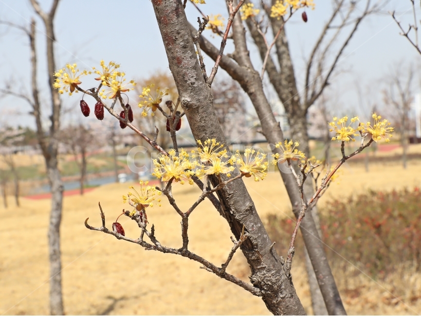 봄꽃,산수유,봄,공원,길에서,식물,자연,plants,nature,꽃,flower