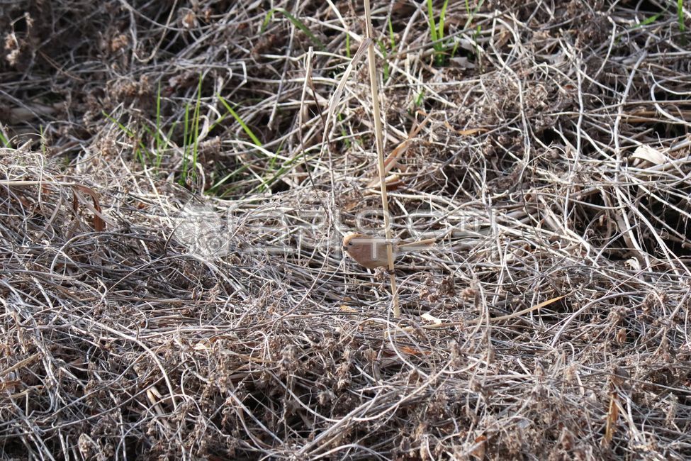 red hair sunken eyes,bird,Concave eyes,Birds,Vinousthroated parrotbill,resident
