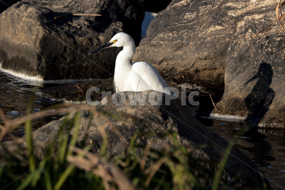 백로,새,조류,야생동물,자연,생태,생태계,whiteheron,egret,bird,animal,동물,animal,조류,새,birds
