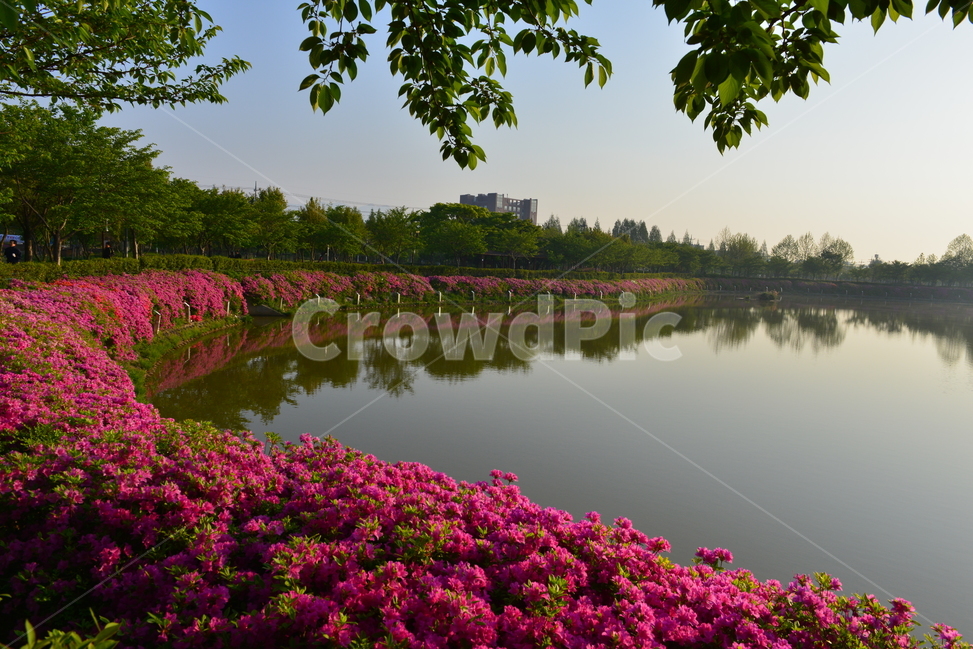 광주,쌍암공원,쌍암호수공원,호수공원,공원,철쭉,철쭉꽃,반영,봄,계절,plant,flower,blossom,꽃,outdoors,옥외,water,물,nature,자연