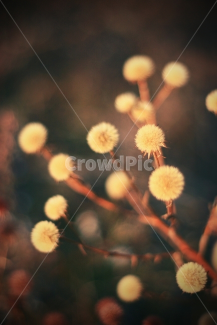 겨울,들풀,여행,길,일상,식물,자연,plants,nature,꽃,flower,감성,sensible,feeling