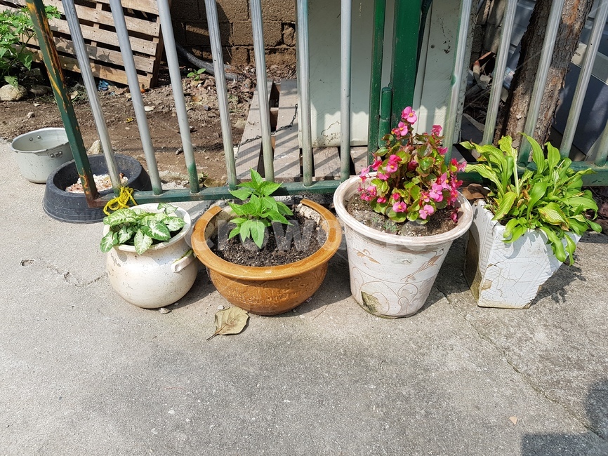 시골,시골집,화분,마당,마당화분,식물,꽃,식물,자연,plants,nature,실내용화초,화분,화초,house plant
