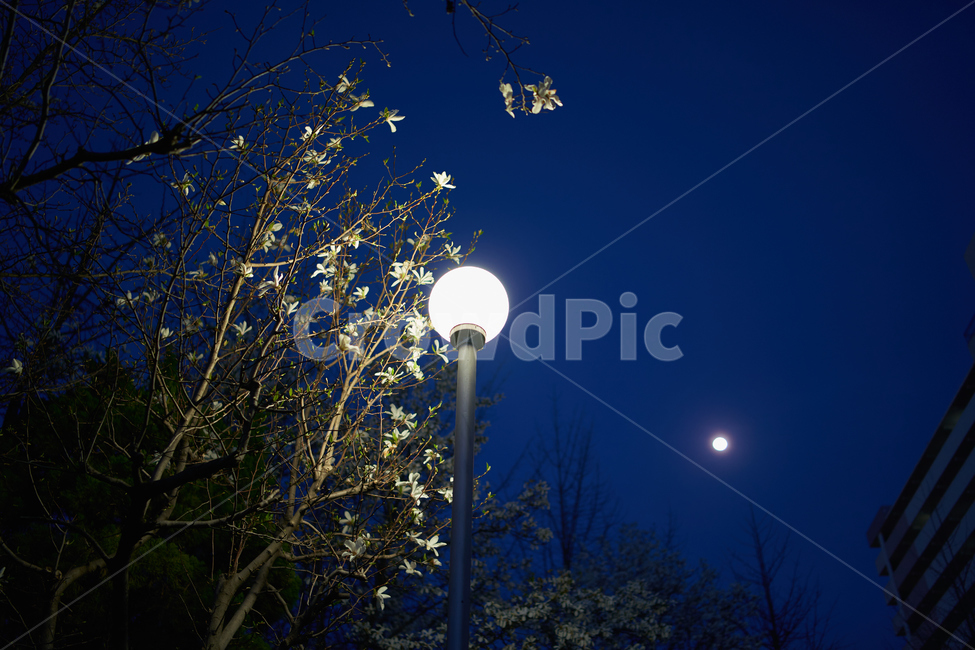 빛,달,나무,전등,night,밤,하늘,tree,moon,자연,풍경,nature,landscape,outdoors,옥외