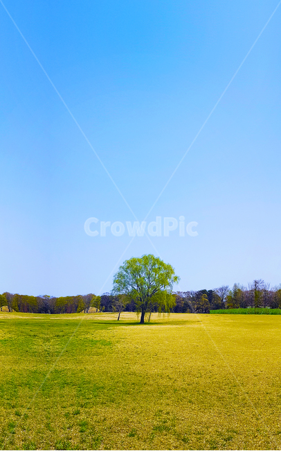 공원,나무,하늘,초록,자연,자연,풍경,nature,landscape,outdoors,옥외,grassland,목초지,field,들,grass,잔디,plant,식물,farm,농장,rural,농촌,meadow