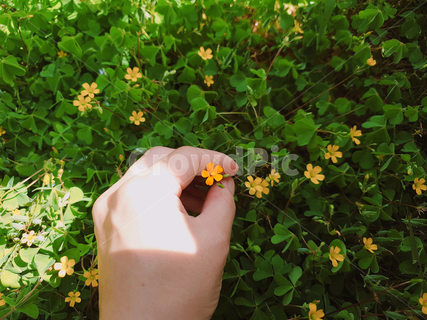 들꽃,꽃,노란꽃,손,왼손,꽃을잡은손,식물,자연,plants,nature,꽃,flower