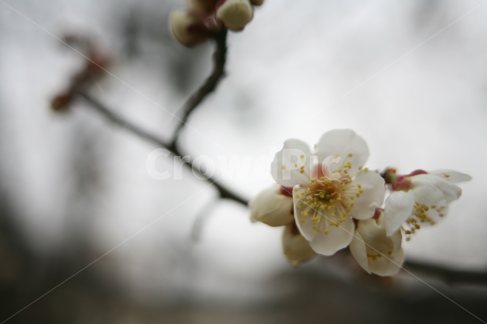 매화,봄,흐림,꽃,나무,plant,식물,blossom,flower,식물,자연,plants,nature,꽃,flower