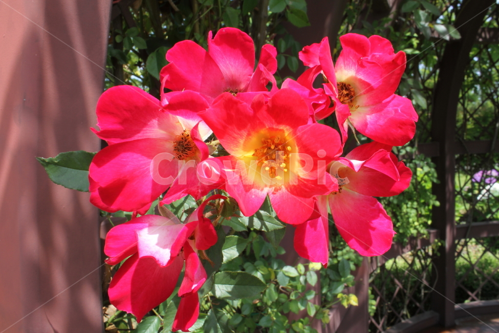 장미,장미꽃,꽃,식물,rose,식물,자연,plants,nature,꽃,flower