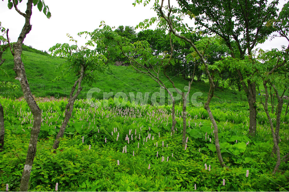 식물,꽃,flower,color,풍경,풍광,자연,nature,landscape,나무,초록,자연,풍경,nature,landscape,outdoors,옥외,grassland,목초지,field,들,rural,농촌,farm,농장