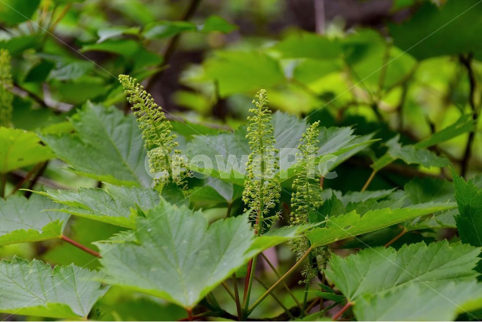 부게꽃나무,야생화,꽃,식물,자연,생태,플라워,flower,plants,nature,나무,식물,자연,plants,nature