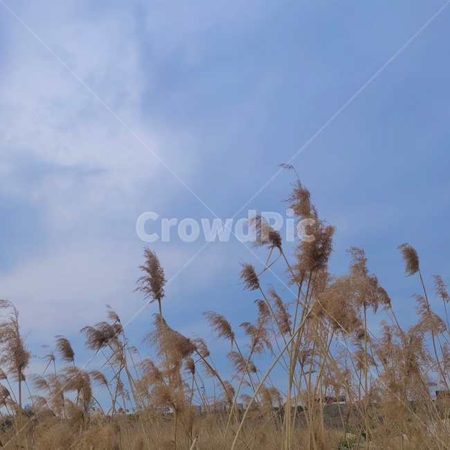 갈대,여자마음,감성,푸른하늘,식물,plant,reed