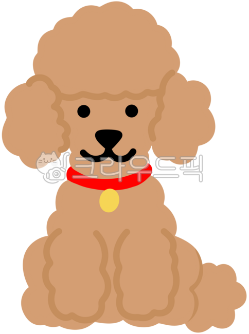 Puppy,dog,pet,dog,poodle,standard poodle,toy poodle,brown puppy