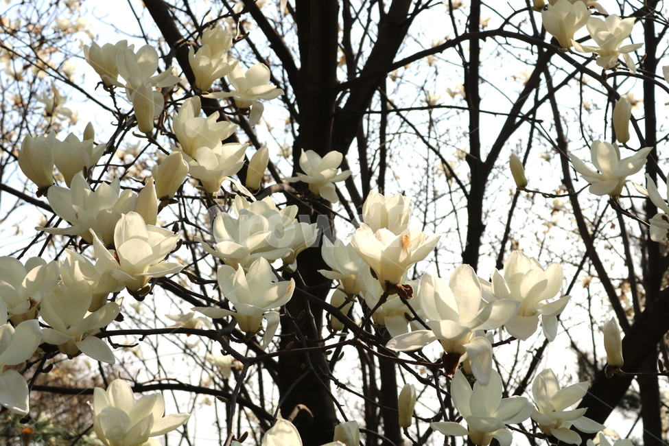 목련,꽃,목련꽃,나무,식물,흰꽃,봄,자연,식물,자연,plants,nature,꽃,flower