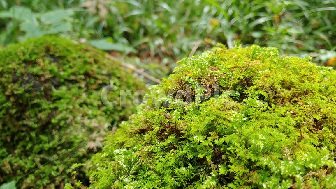 제주도,제주숲,곶자왈,제주원시림,제주화산암,jejuforest,nature,green,jejuforestlandscape,tree,forest,자연,제주도자연