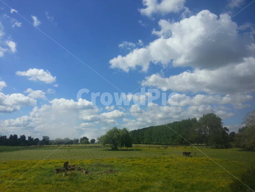뉴질랜드,초록,하늘,편안한눈,힐링,자연,풍경,nature,landscape,outdoors,옥외,grassland,목초지,field,들