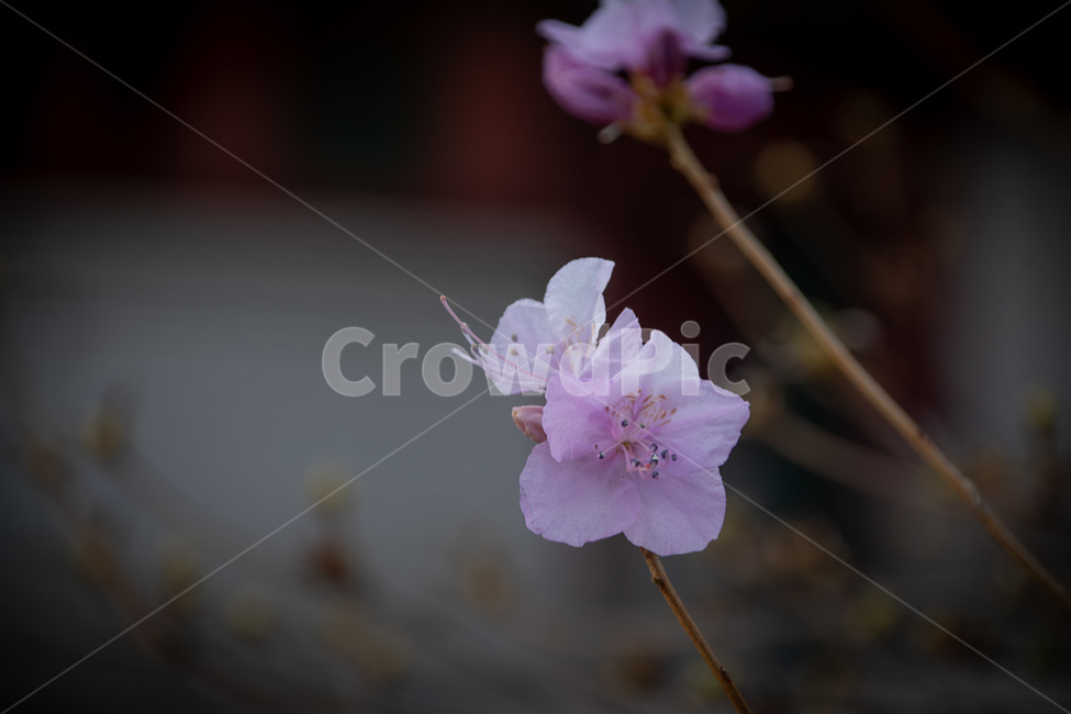 봄,꽃,flower,철죽,3월