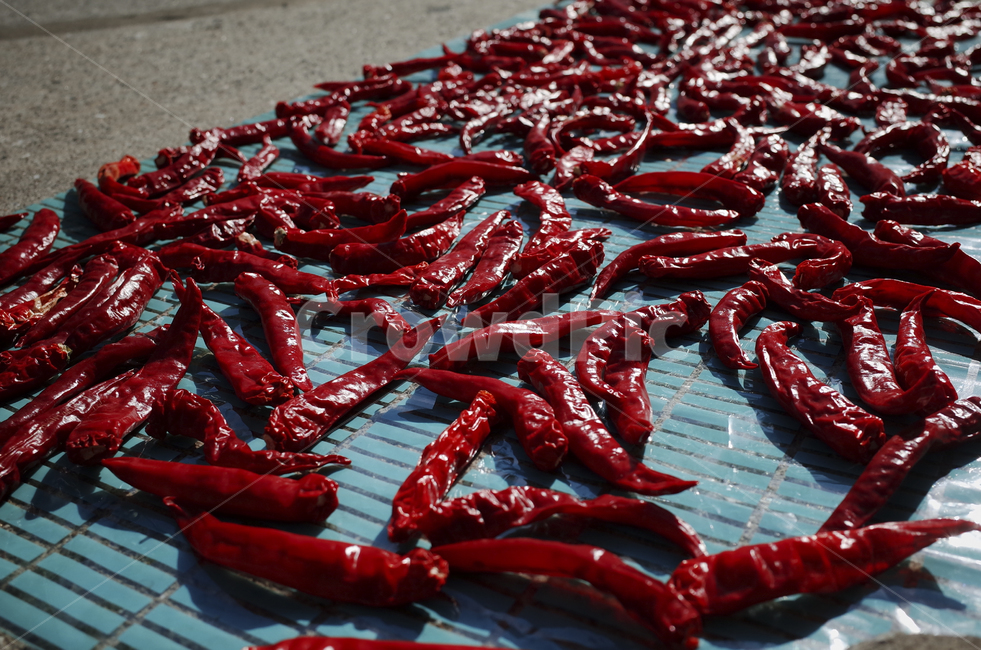고추,pepper,redpepper,말리기,dry,koreanpepper,빨간고추,홍고추,말린고추,마당,red,농업,농사,agriculture,farming,farming industry
