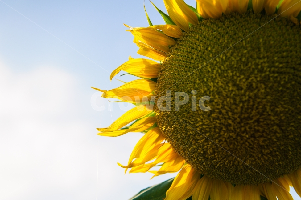 꽃,해바라기,노랑,빛,하늘,감성사진,칼라,식물,자연,plants,nature,꽃,flower