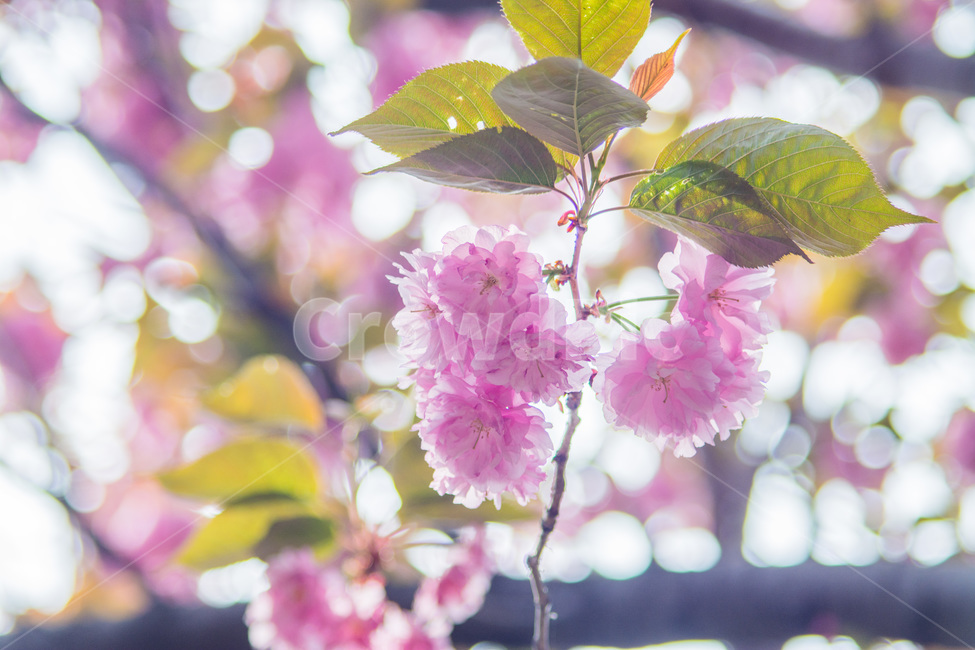 꽃,식물,자연,겹벚꽃,벚꽃,감성사진