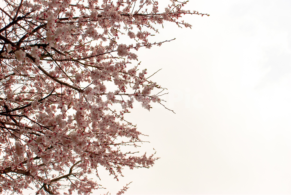 봄,벚꽃,꽃,배경,자연,풍경,하늘,나무,공원,cherryblossoms,식물,벚나무,매화,계절,축제,조경,나뭇가지,시골,경치,화사한,핑크,향기,분홍,맑음,spring,season,flower,생화,만개,만발,봄,계절,spring,season,식물,자연,plants,nature,꽃,flower,plant,blossom,cherry blossom