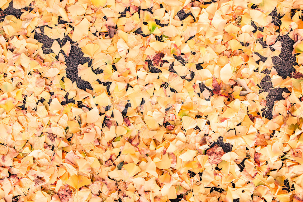 가을,fall,낙엽,autumn,노란색