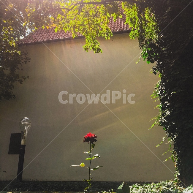 flower,light,midday,sunlight,summer,nature,landscape,경치,자연,outdoors,scenery,풍경,옥외