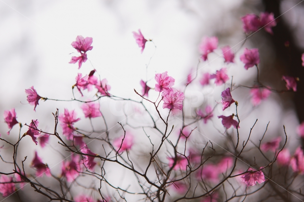 꽃,봄,진달래,풍경,식물,식물,자연,plants,nature,꽃,flower,나무,trees,wood