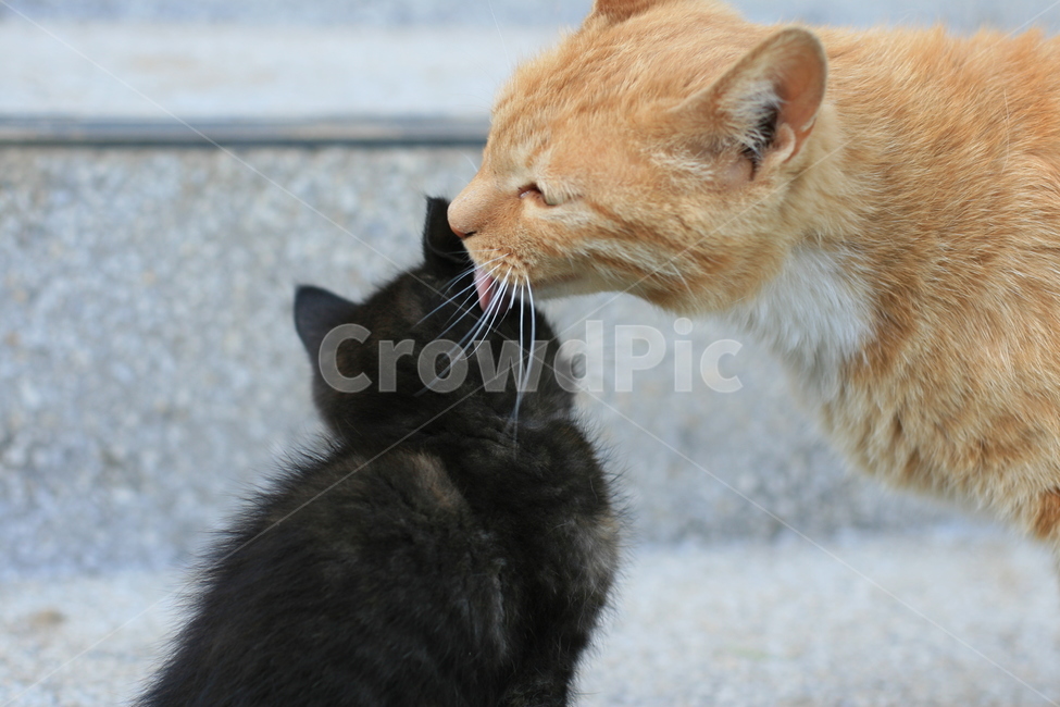 엄마고양이,아기고양이,고양이가족,고양이,반려동물,애완동물,pet,cat,포유류,동물,animal