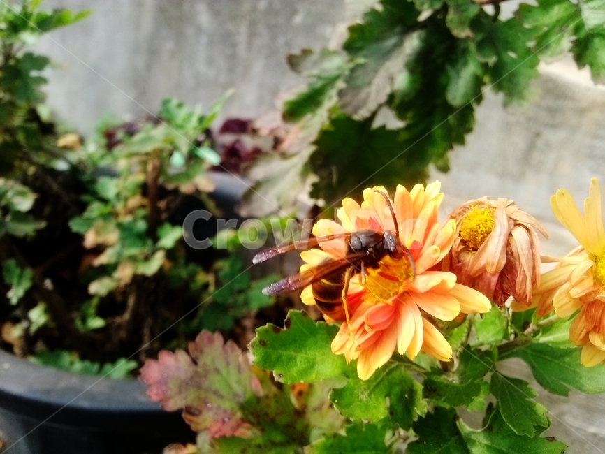 벌,말벌,곤충,bee,honeybee,무척추동물,plant,식물,animal