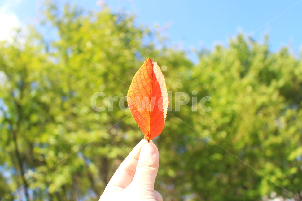 자연,잎,낙옆,하늘,나무,초록,green,red,손,손가락,가을,계절,fall,autumn,season,식물,자연,plants,nature,휴식,힐링,rest,relaxation,healing
