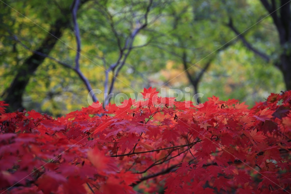 단풍,낙엽,가을,빨강,풍경,산책,단풍나무,가을,계절,fall,autumn,season,식물,자연,plants,nature,plant,leaf,잎,tree,나무,maple