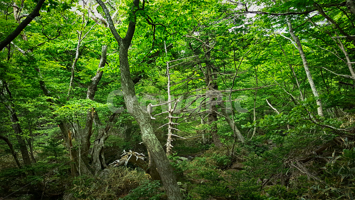 한라산,한라산영실코스,영실코스,한라산등산로,한라산풍경,한라산숲길,숲길,숲,나무,tree,식물,plant,나무줄기,등산로풍경,풍경,자연