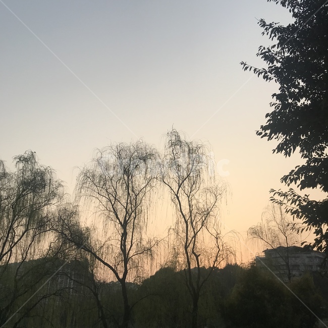 노을,해질녘,주홍하늘,투촌하늘,그림자,자연,풍경,nature,landscape,tree,나무,plant,식물