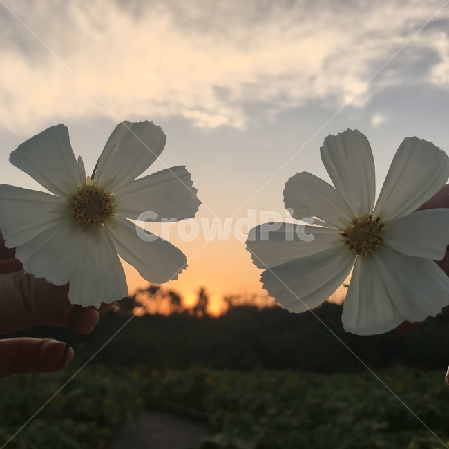 꽃,노을,하얀꽃잎,구름,flower