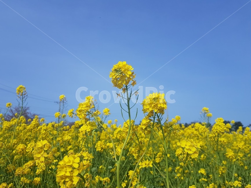 유채꽃,유채밭,맹방유채꽃,꽃,flower,노란꽃,꽃밭,맹방유채밭