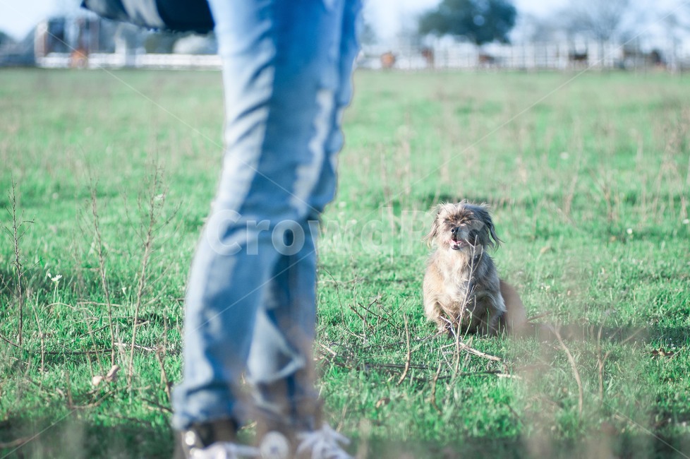 pants,바지,clothing,의류,apparel,grass,잔디,식물,denim,청바지,jeans,개,동물,animal,포유류,mammal,개,강아지,dog,doggy