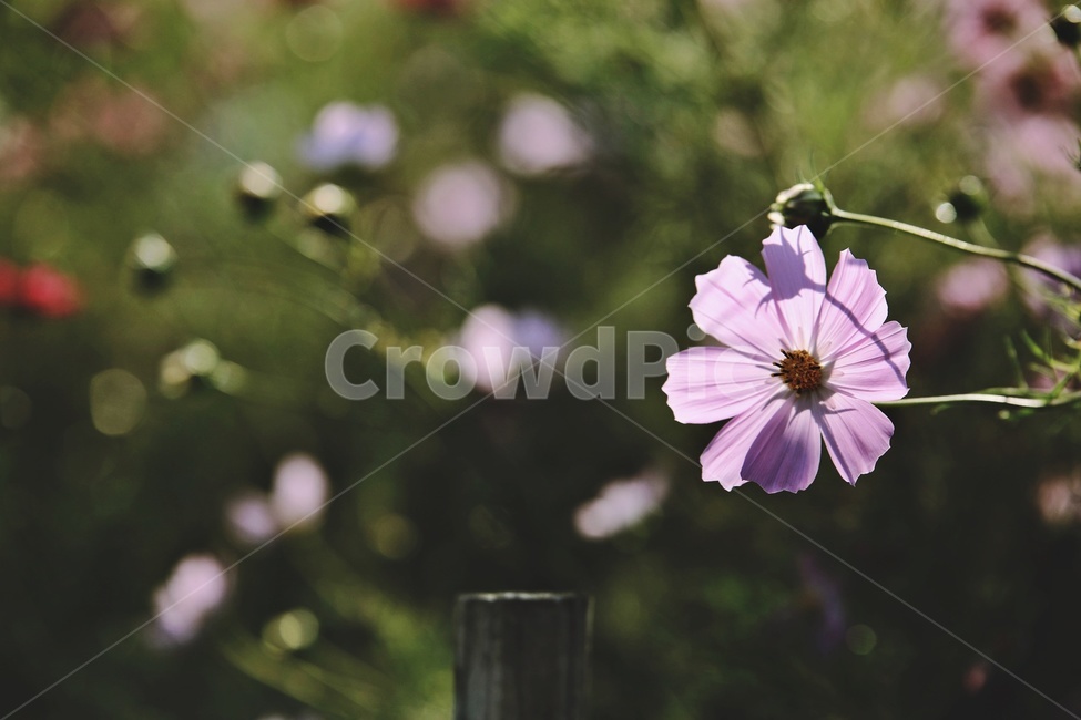 코스모스,cosmos,꽃,flower,green,garden,가을,계절,fall,autumn,season,식물,자연,plants,nature,꽃,flower,plant