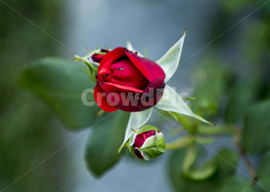 장미,꽃,붉은장미,식물,로즈,식물,자연,plants,nature,꽃,flower