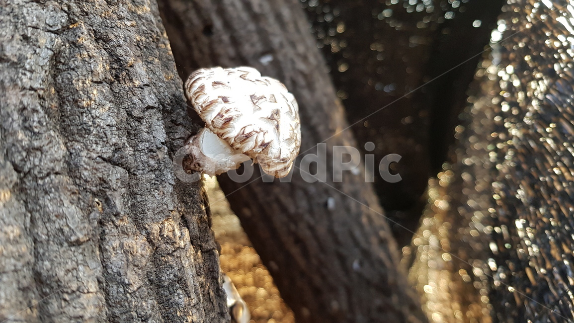 버섯,나무,표고버섯,화고,식물,식재료,진균류,버섯,mushroom