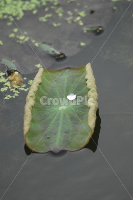 연꽃,꽃,연잎,물방울,꽃잎,식물,자연,plants,nature