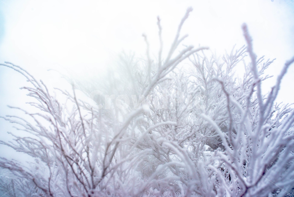 nature,자연,winter,겨울,snow,눈,storm,크리스마스