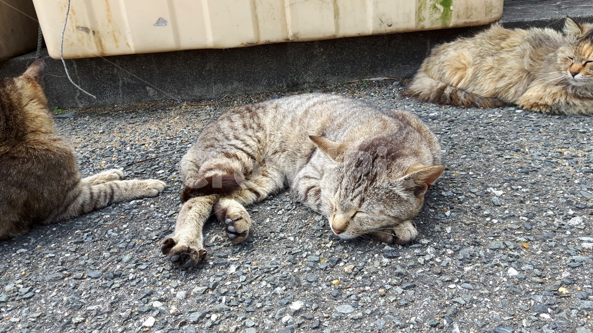 고양이,고양이섬,일본고양이섬,아이노시마,후쿠오카