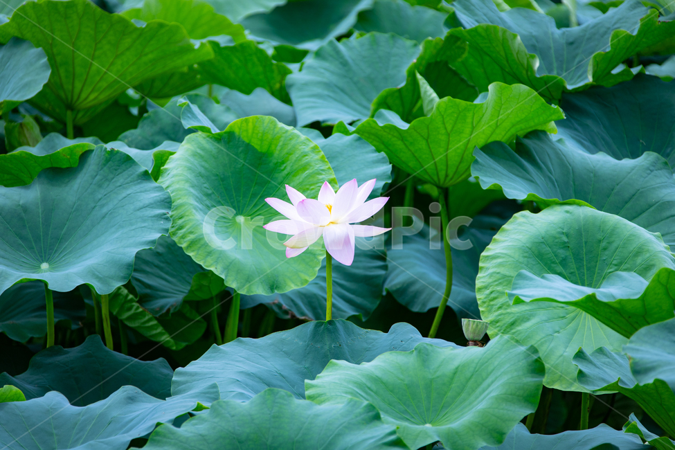 꽃,연꽃,연잎,수련,자연,힐링,식물,자연,plants,nature,꽃,flower