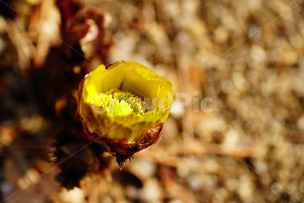 복수초,봄꽃,한국자연,꽃,꽃사진,플라워,flower,봄,spring,식물,plants,자연,nature,풍경,landscape,계절,season,snap,스냅,접사,macro,closeup,클로즈업,감성사진,감성,힐링,healing,느낌,feel,feeling,꽃밭,화단,나무,나뭇가지,tree,꽃봉오리,3월,March,야생화,봄,계절,spring,season,식물,자연,plants,nature,꽃,flower,plant