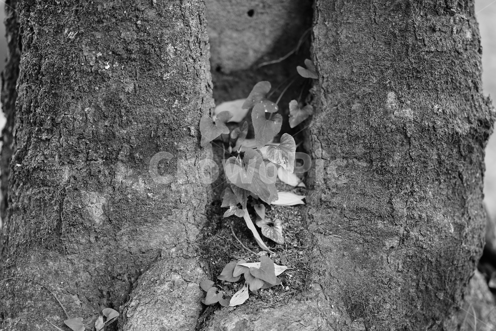 감성,새싹,흑백,흑백사진,나무,plant,식물,leaf,잎,ground,tree